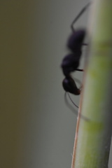 Camponotus