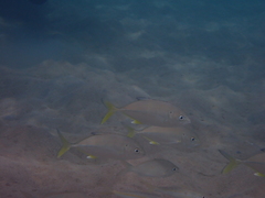 Caranx ignobilis