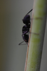 Camponotus