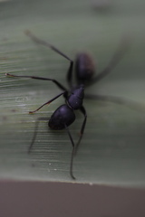 Camponotus