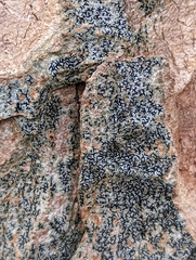 Opegrapha
