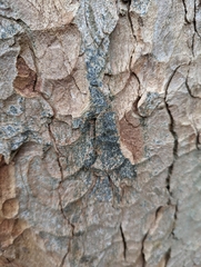 Opegrapha