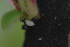 Eriococcus lagerstroemiae