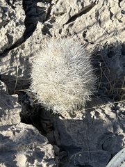 Escobaria chlorantha