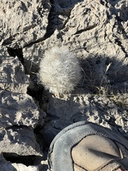 Escobaria chlorantha