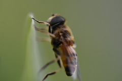 Eristalis