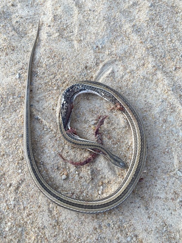 Striped Skaapsteker