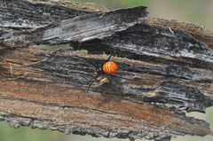 Latrodectus curacaviensis