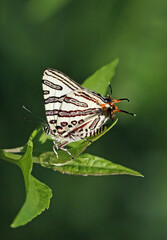 Cigaritis natalensis
