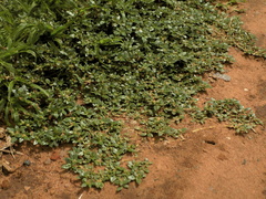 Guilleminea densa