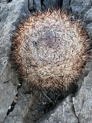 Escobaria chlorantha