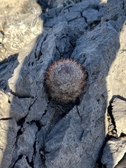 Escobaria chlorantha