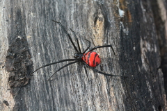 Latrodectus curacaviensis