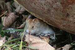 Clethrionomys glareolus