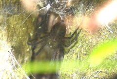 Psechrus