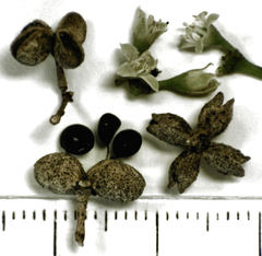 Melicope ×mantellii