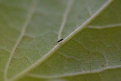 Dendrothrips ornatus