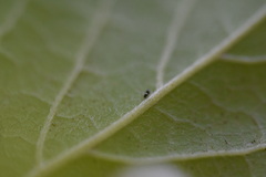 Dendrothrips ornatus