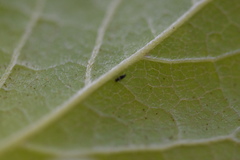 Dendrothrips ornatus