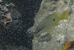 Lutjanus fulviflamma