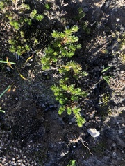 Selaginella cinerascens