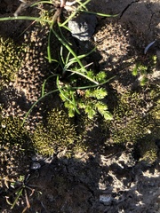 Selaginella cinerascens