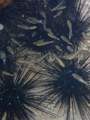 Cheilodipterus novemstriatus