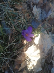 Crocus vernus