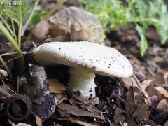 Amanita echinocephala