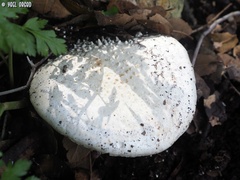 Amanita echinocephala