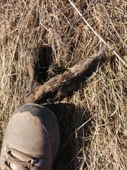 Canis lupus italicus