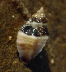 Paciocinebrina interfossa