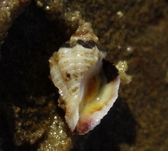 Paciocinebrina interfossa