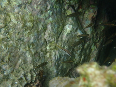 Parupeneus forsskali