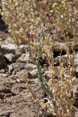 Exhalimolobos hispidulus
