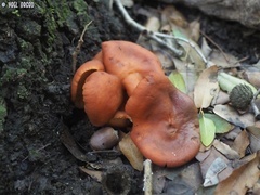 Lactarius atlanticus