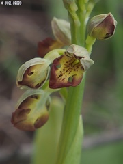 Orchis punctulata
