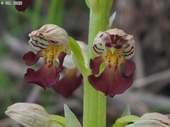 Orchis punctulata