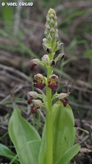Orchis punctulata