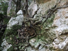 Pistacia terebinthus palaestina