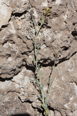 Exhalimolobos hispidulus