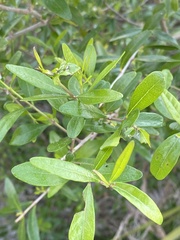 Forestiera