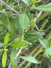 Forestiera