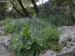 Scilla cilicica
