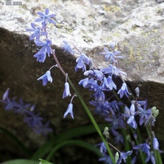 Scilla cilicica