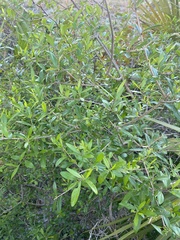 Forestiera
