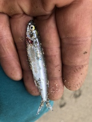 Atherinops affinis