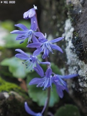 Scilla cilicica