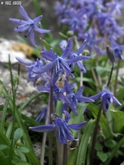 Scilla cilicica