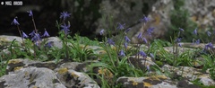 Scilla cilicica